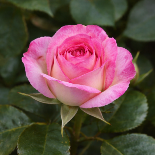 Rosier buisson ‘Luisa Spagnoli’ – Rose bicolore rose et crème à Bouc-Bel-Air, Marseille, Aix-en-Provence | Pépinière Faure