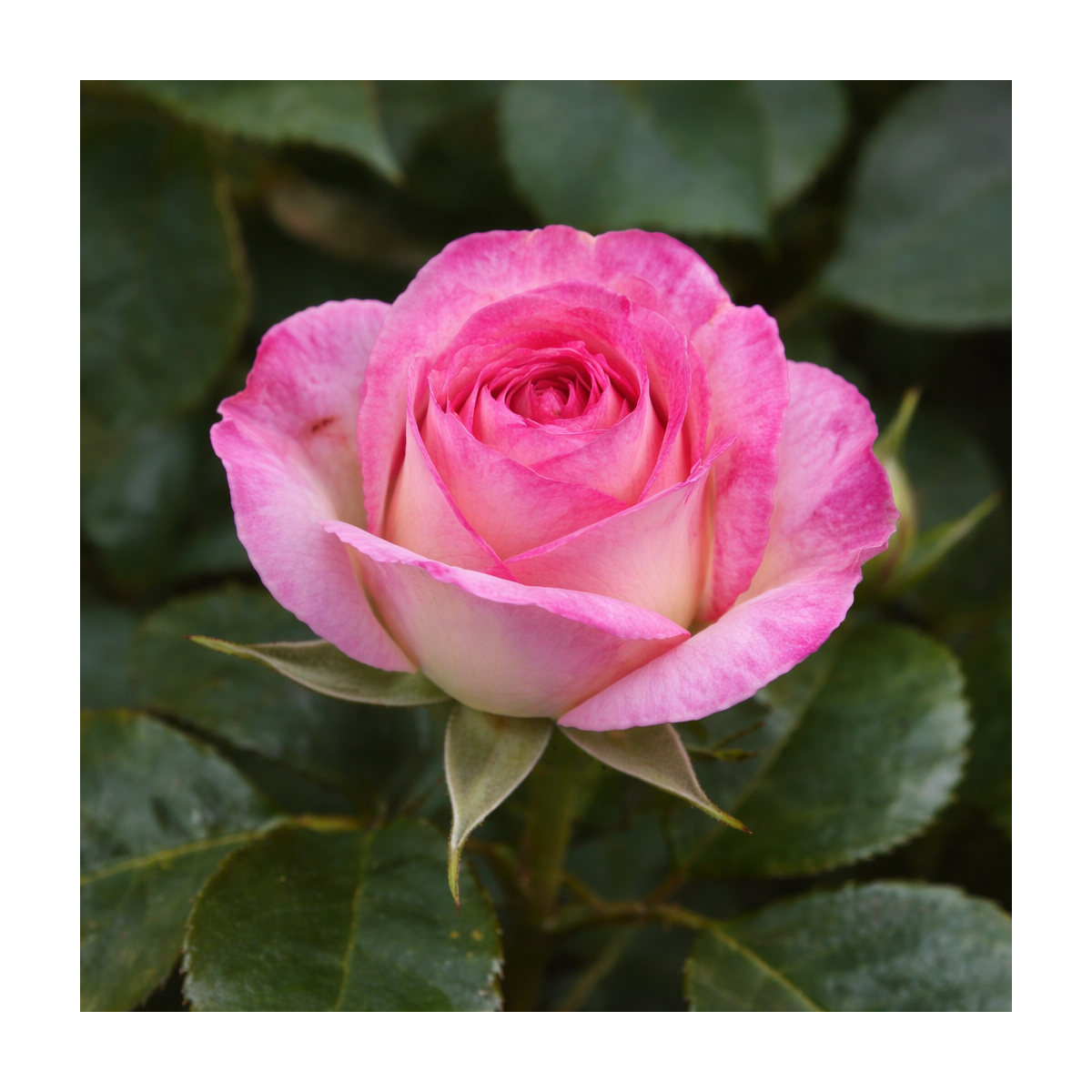 Rosier buisson ‘Luisa Spagnoli’ – Rose bicolore rose et crème à Bouc-Bel-Air, Marseille, Aix-en-Provence | Pépinière Faure