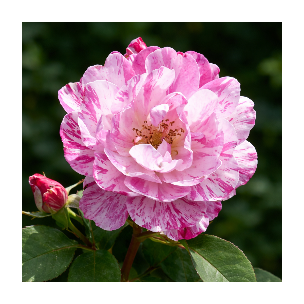 Rosier buisson ‘Rinascimento’ – Rose rose profond à Bouc-Bel-Air, Marseille, Aix-en-Provence | Pépinière Faure