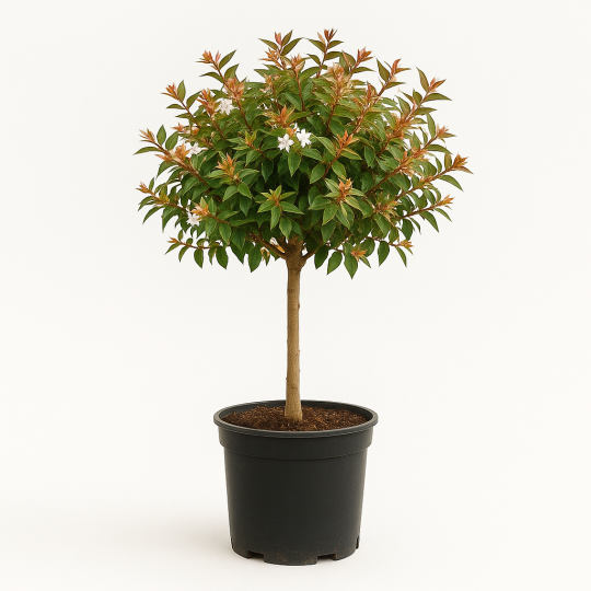 Abelia demi-tige