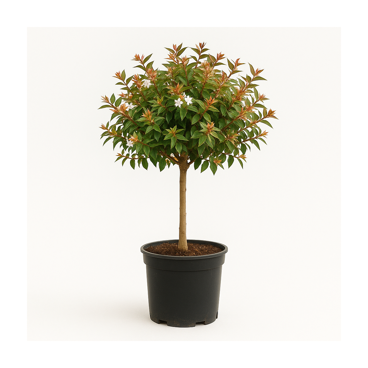 Abelia demi-tige
