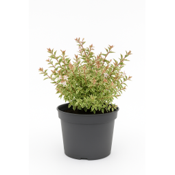 Abelia Confetti