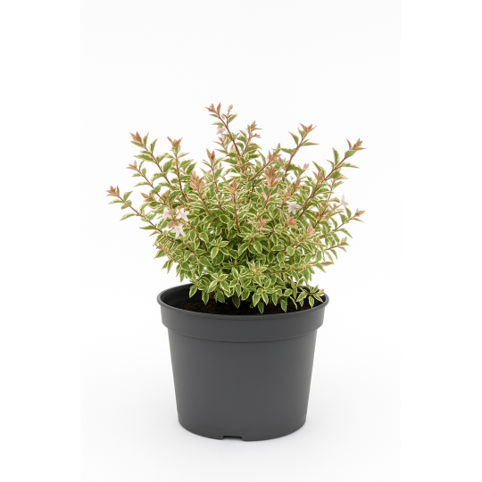 Abelia Confetti