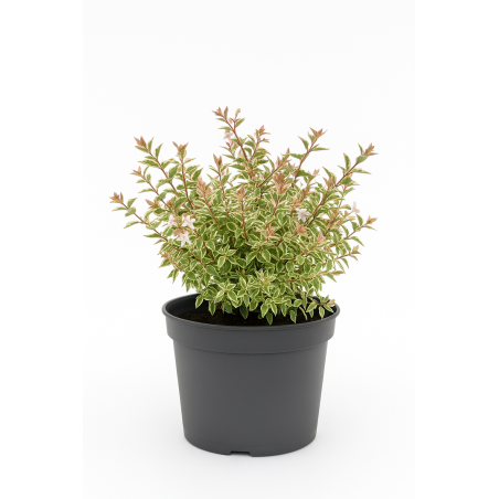 Abelia Confetti
