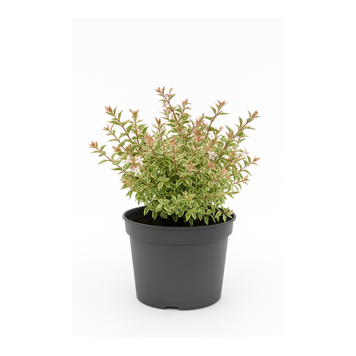 Abelia Confetti