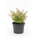 Abelia Confetti