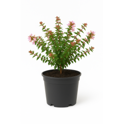 Abelia Edward Goucher