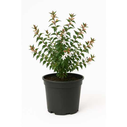 Abelia × grandiflora