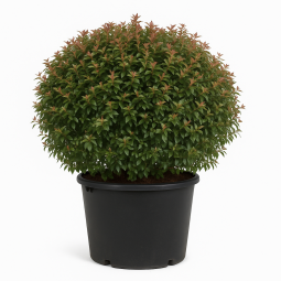 Abelia × Grandiflora boule