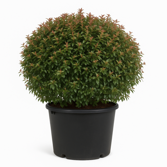 Abelia × Grandiflora boule