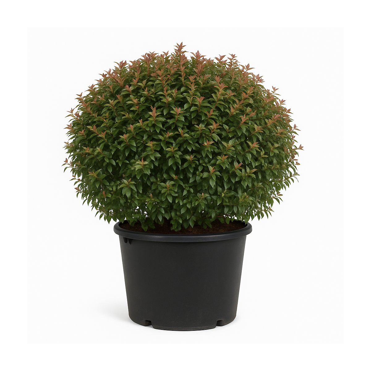 Abelia × Grandiflora boule