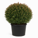 Abelia × Grandiflora boule