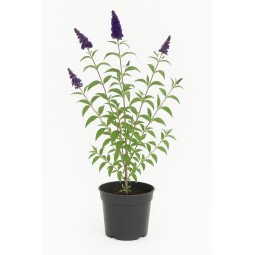 Buddleia (ou arbre aux papillons)