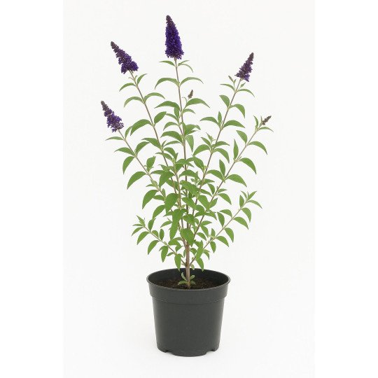 Buddleia (ou arbre aux papillons)
