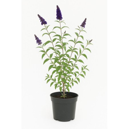 Buddleia (ou arbre aux papillons)