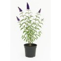 Buddleia (ou arbre aux papillons)