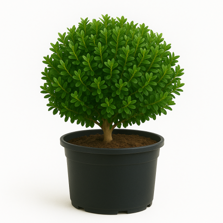 Buis microphylla Faulkner