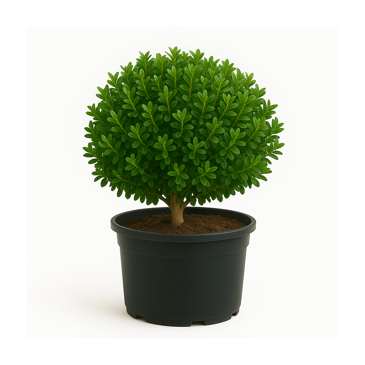 Buis microphylla Faulkner