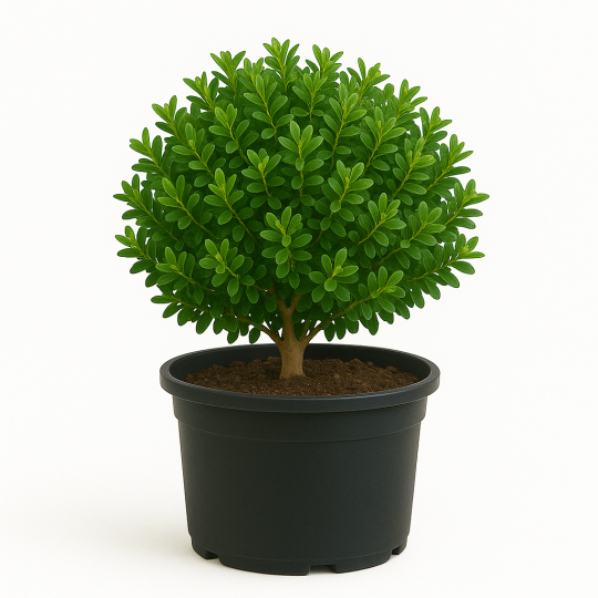 Buis microphylla Pumila