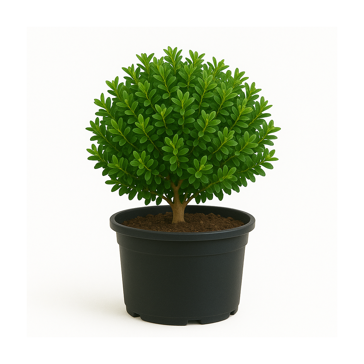 Buis microphylla Pumila
