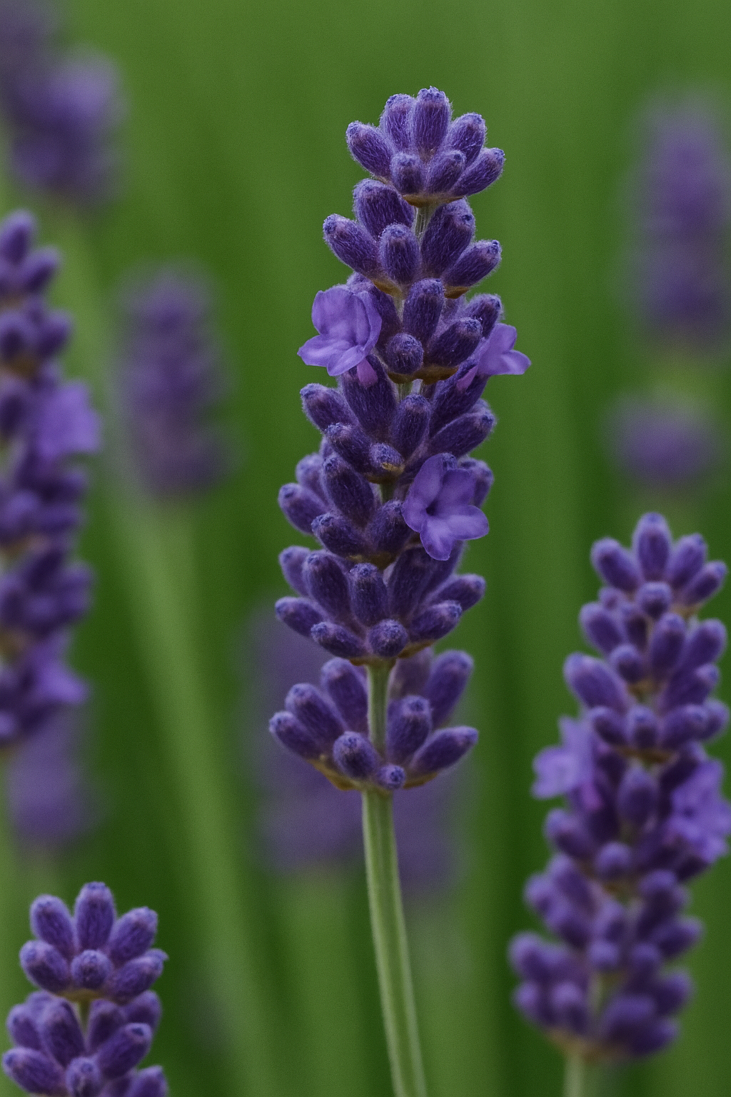 Plantes vivaces & florifères  image