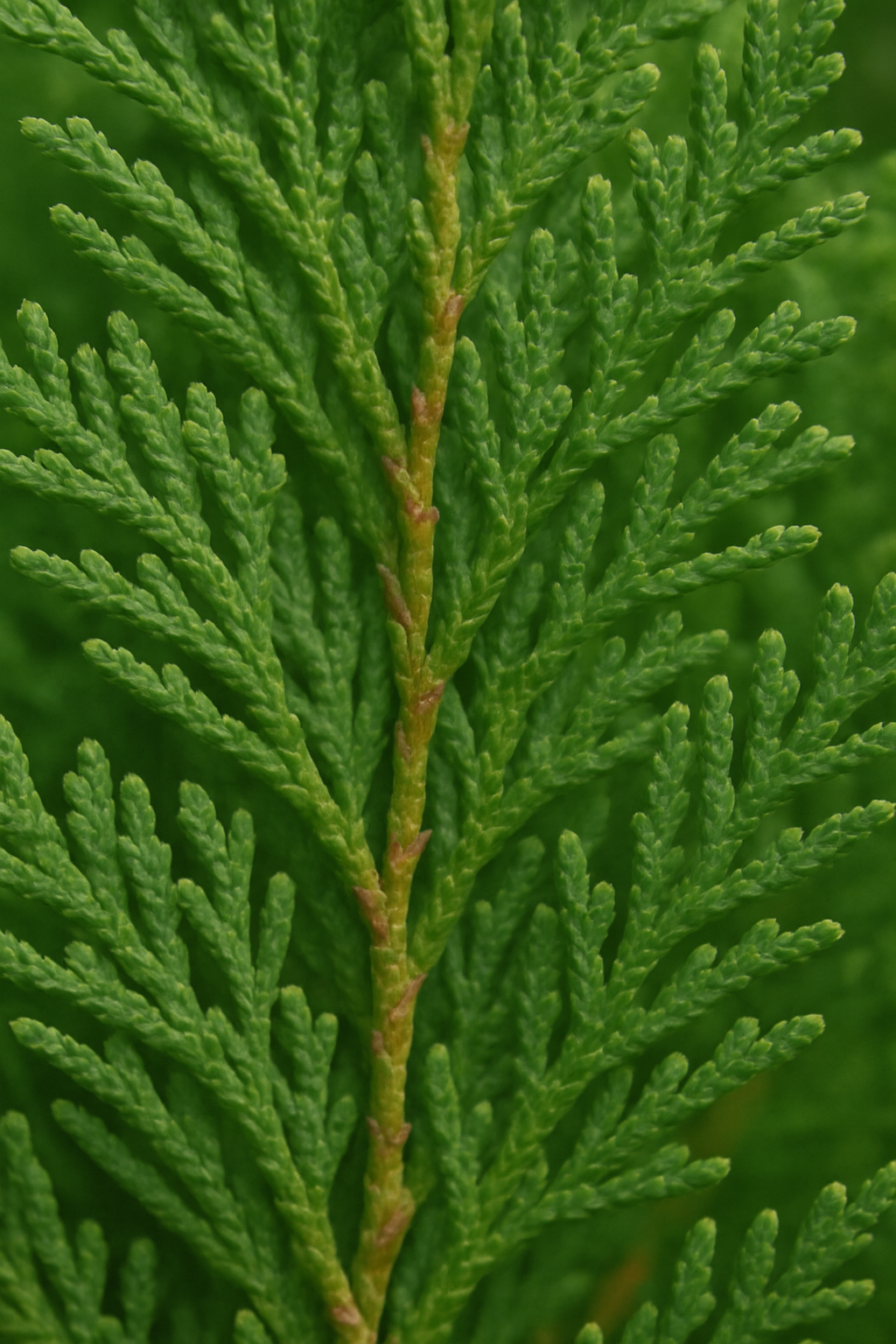 Arbres & Arbustes  image